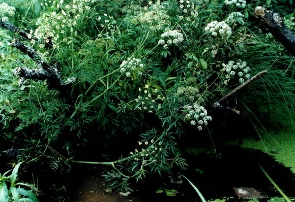 Болиголов или цикута. Ядовитое растение.