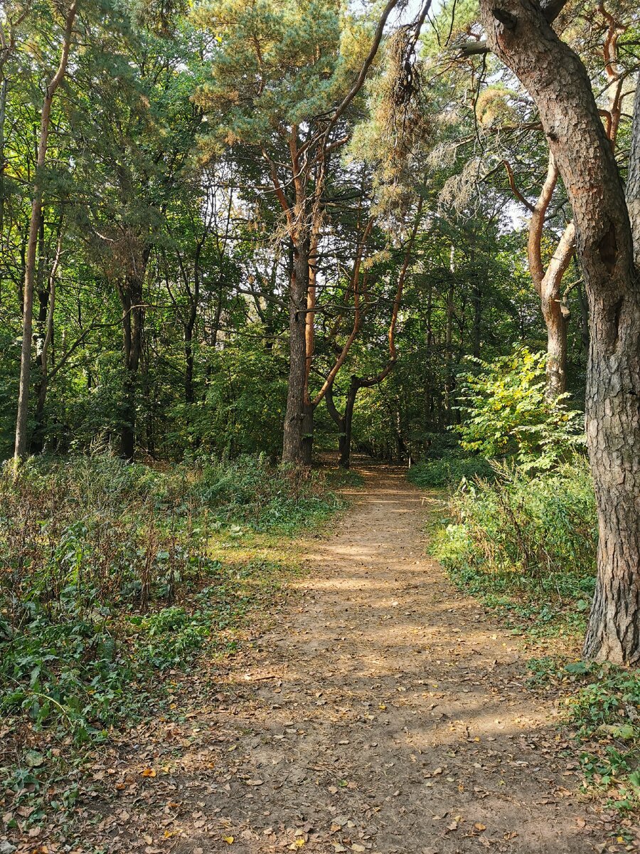 Одна из любимых беговых тропок 