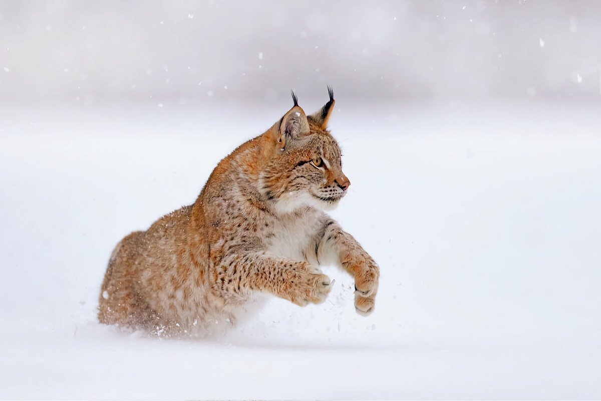 Рыси преследует обед издалека, а рывок совершает только при полной уверенности!