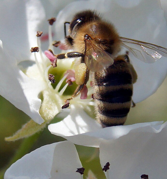 Мои трудяги