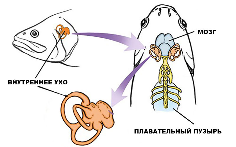 Внутреннее ухо рыбы строение