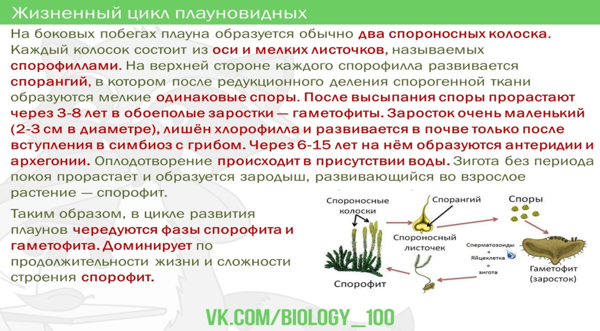 Почему папоротники относят к высшим растениям. Отдел Хвощевидные спорангиофора. Отдел Хвощевидные членики. У папоротников хвощей есть плод.