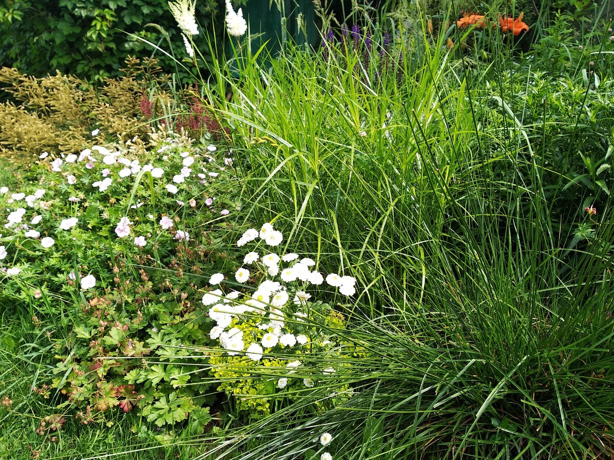 Рядом с жемчужницей карликовый золотистый барбарис