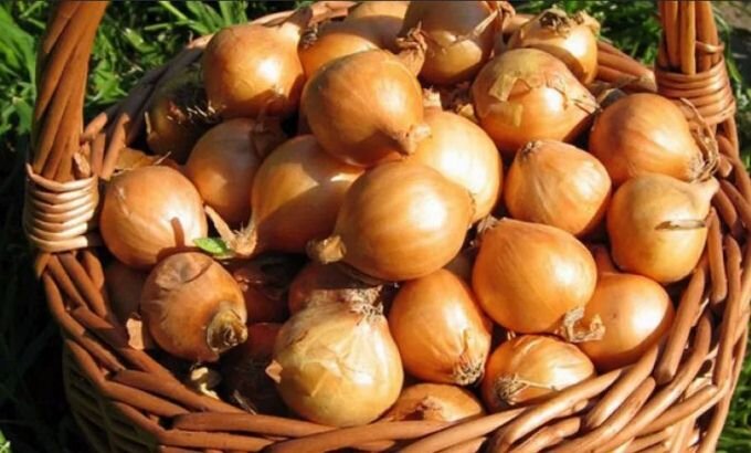 Уход за луком и морковью после всходов: секреты профессионалов