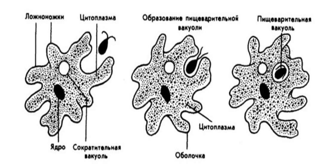 Стоковые векторные изображения по запросу Простейшие амеба инфузория