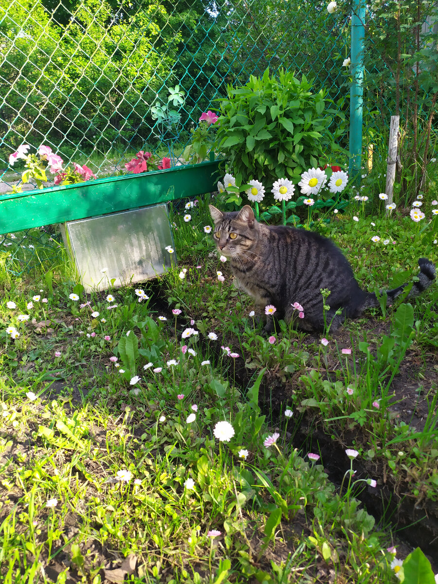 Дора в деревне - как рыба в воде. Коты для нее не проблема: всех построила, кто не построился - по морде надавала и построила)))  Фото из личного архива. 