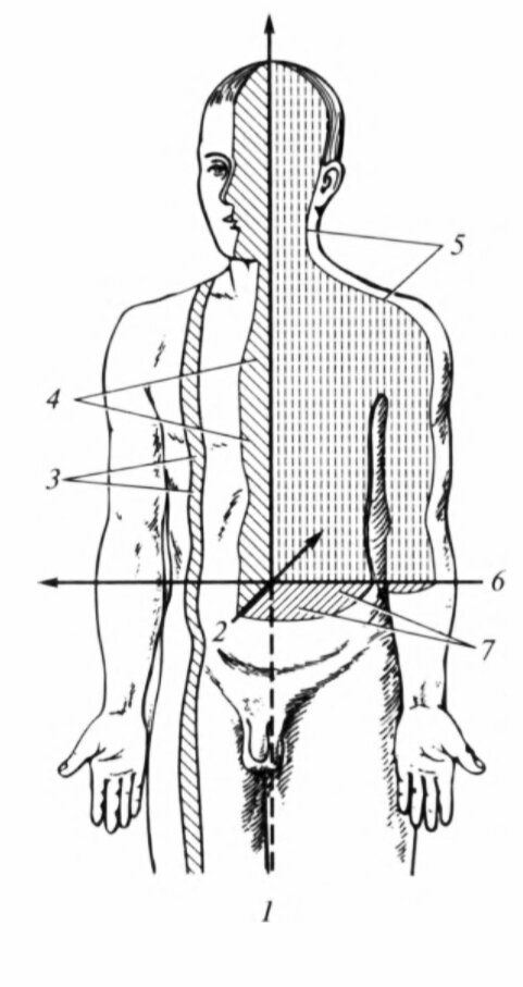 Плоскости тела человека схема