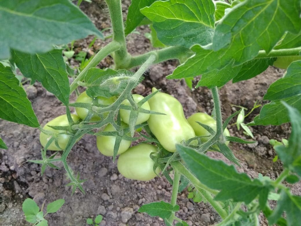 Личное фото. Томаты набирают силу.