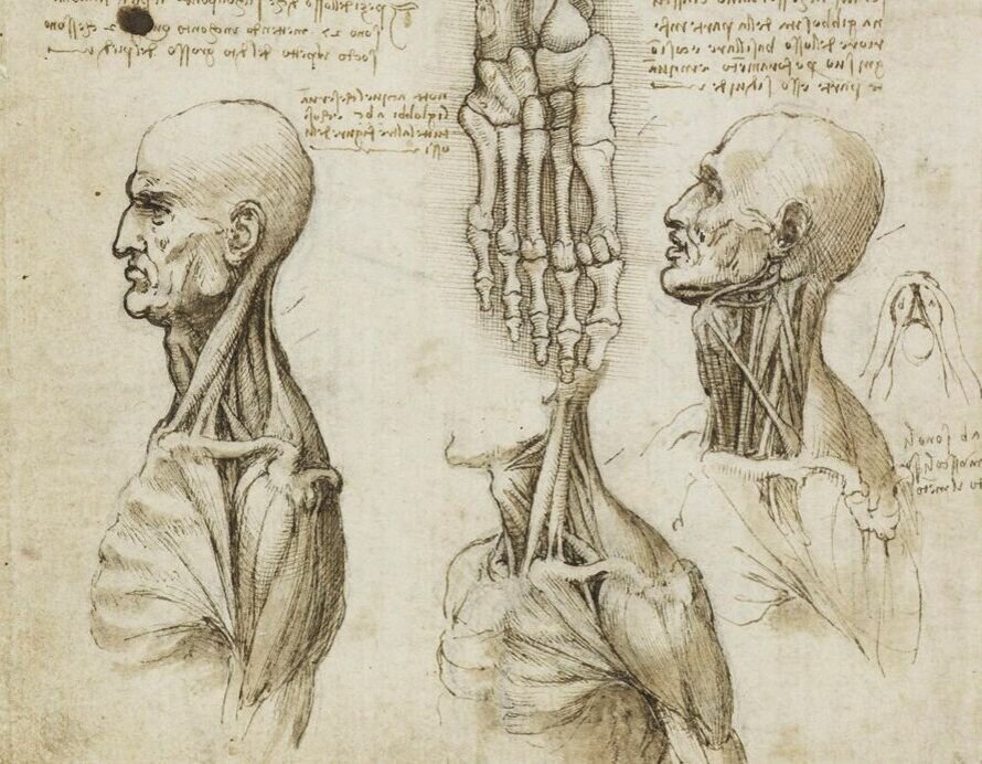 Анатомический рисунок Леонардо да Винчи, 1490-е