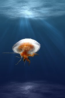 Фото взято из открытых источников 
