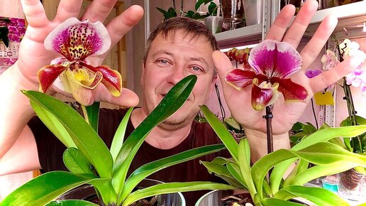 НОВЫЕ ОРХИДЕИ ПОЛИВ БАШМАКОВ тонкости и СЕКРЕТЫ полива орхидеи ПАФИОПЕДИЛУМ