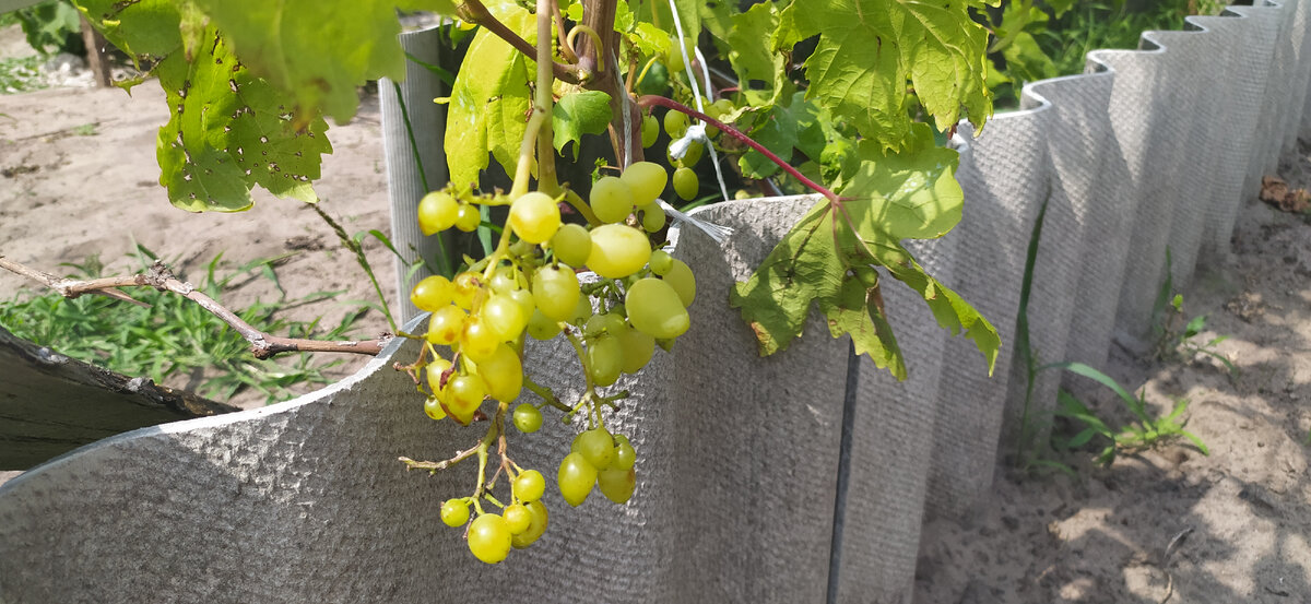 Сигнальная гроздь.