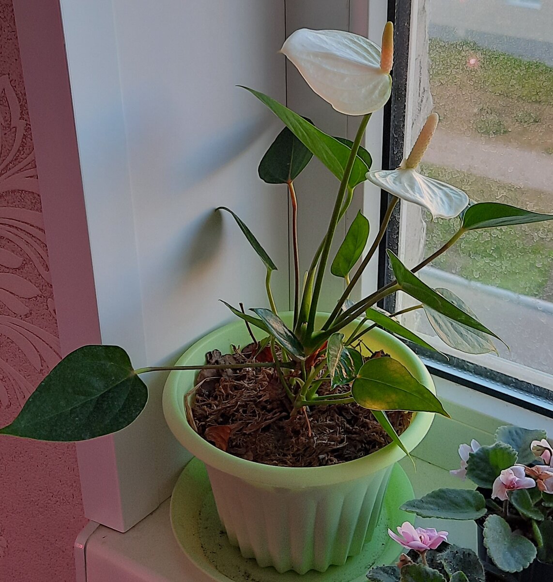 Мой антуриум, цветет