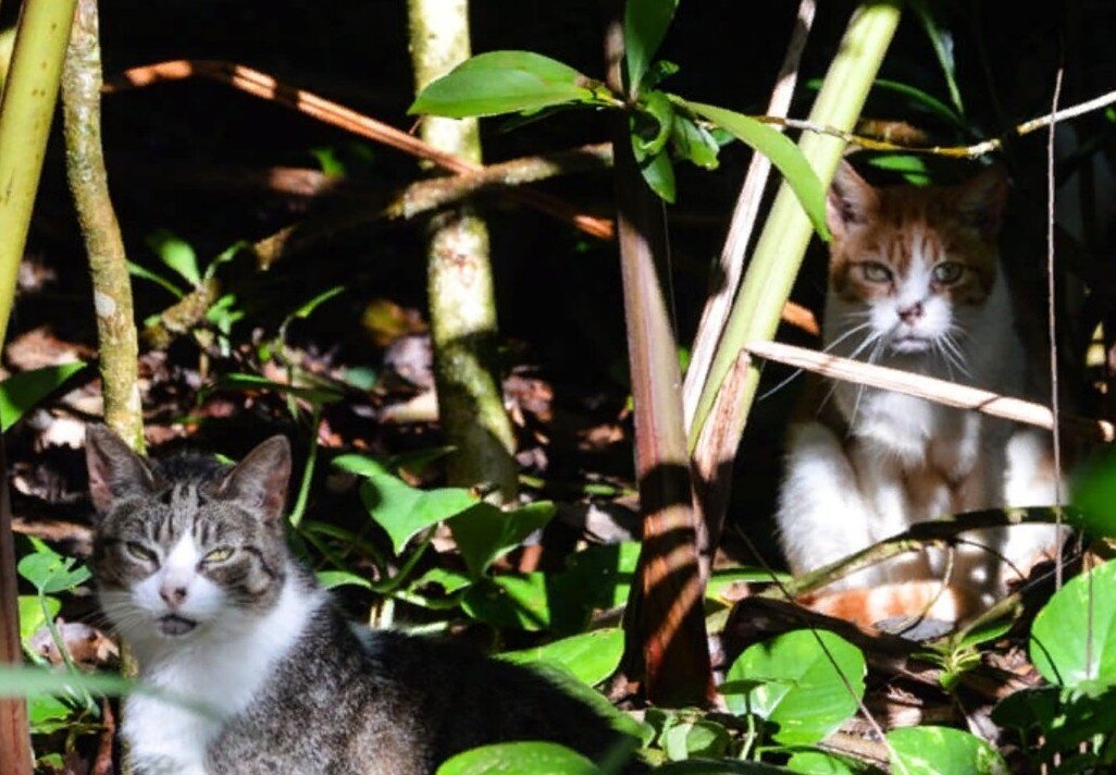 Кошки и Гавайи