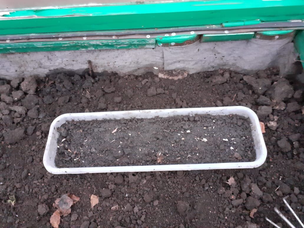 Это мой парничок