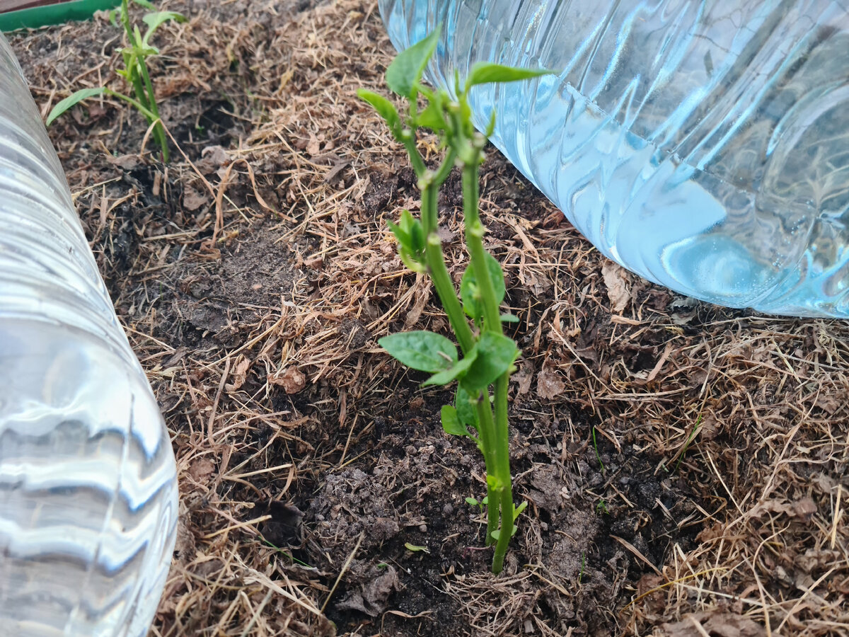 Обрезала и посадила, будь что будет.