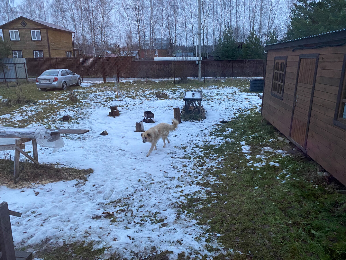 Пёс рыщет по участку