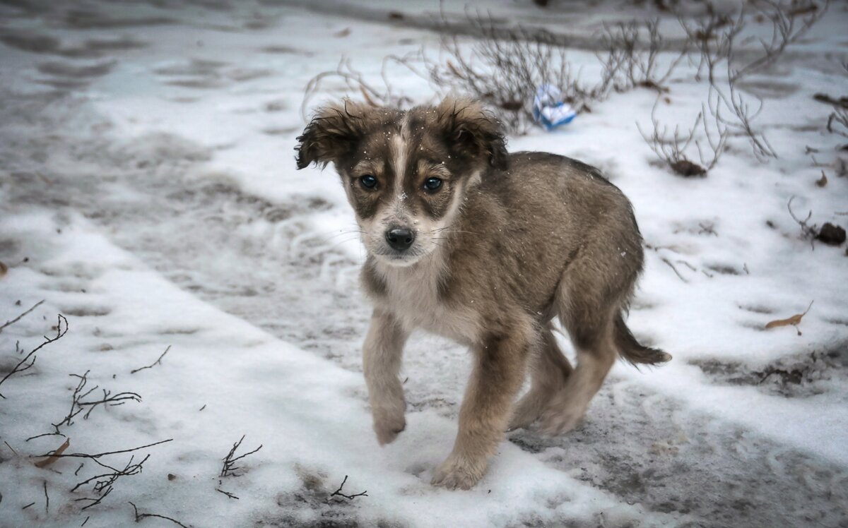 Фото из свободного доступа сети Интернет