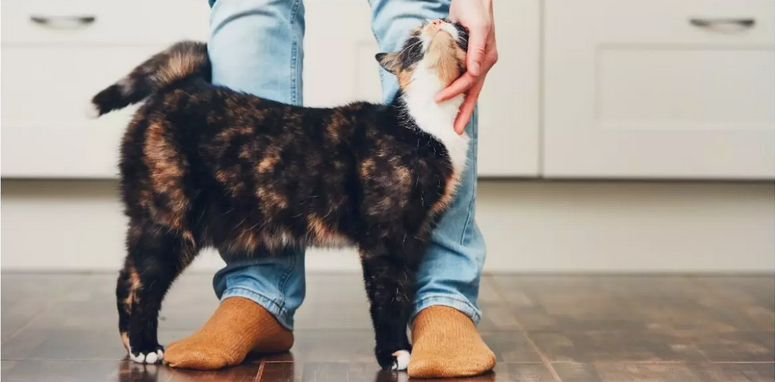 Пять простых способов укрепить связь с кошкой | КотоВедение | Дзен