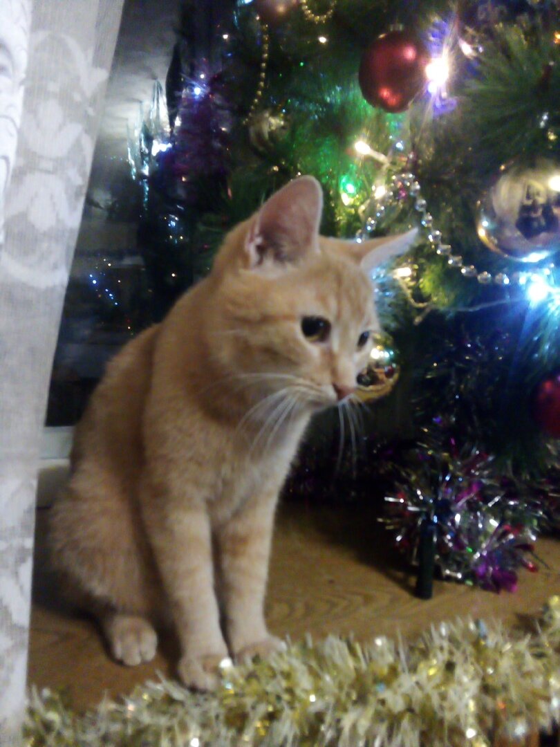 Лёва за неделю до болезни.фото автора