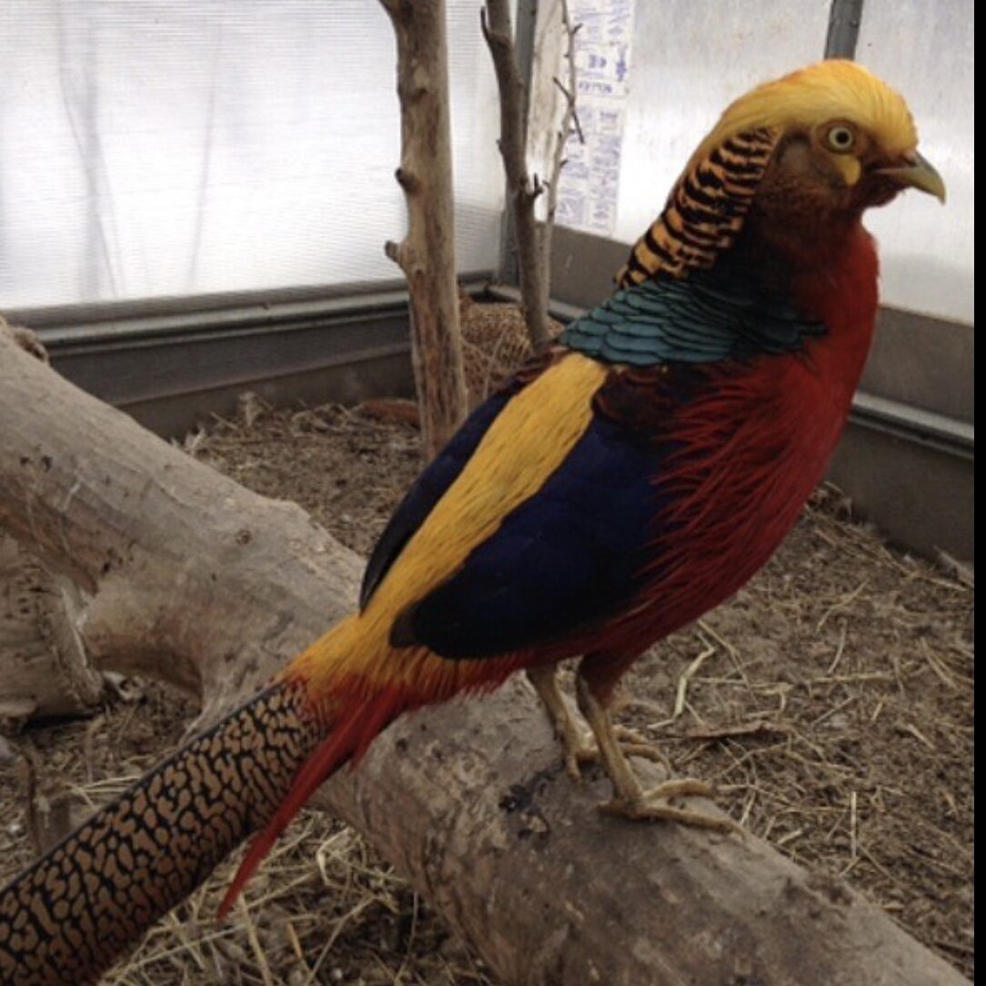 Фазан золотой, самец.