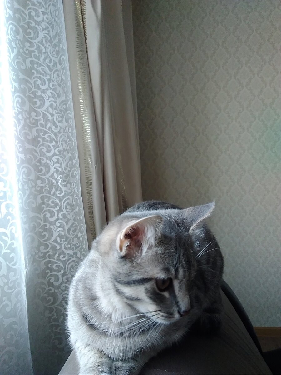Филя, тот самый котик. Фото моё. 