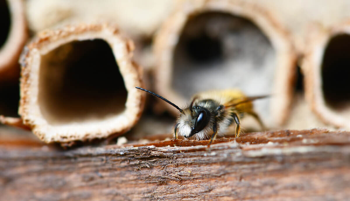 Как собрать домик для пчел?