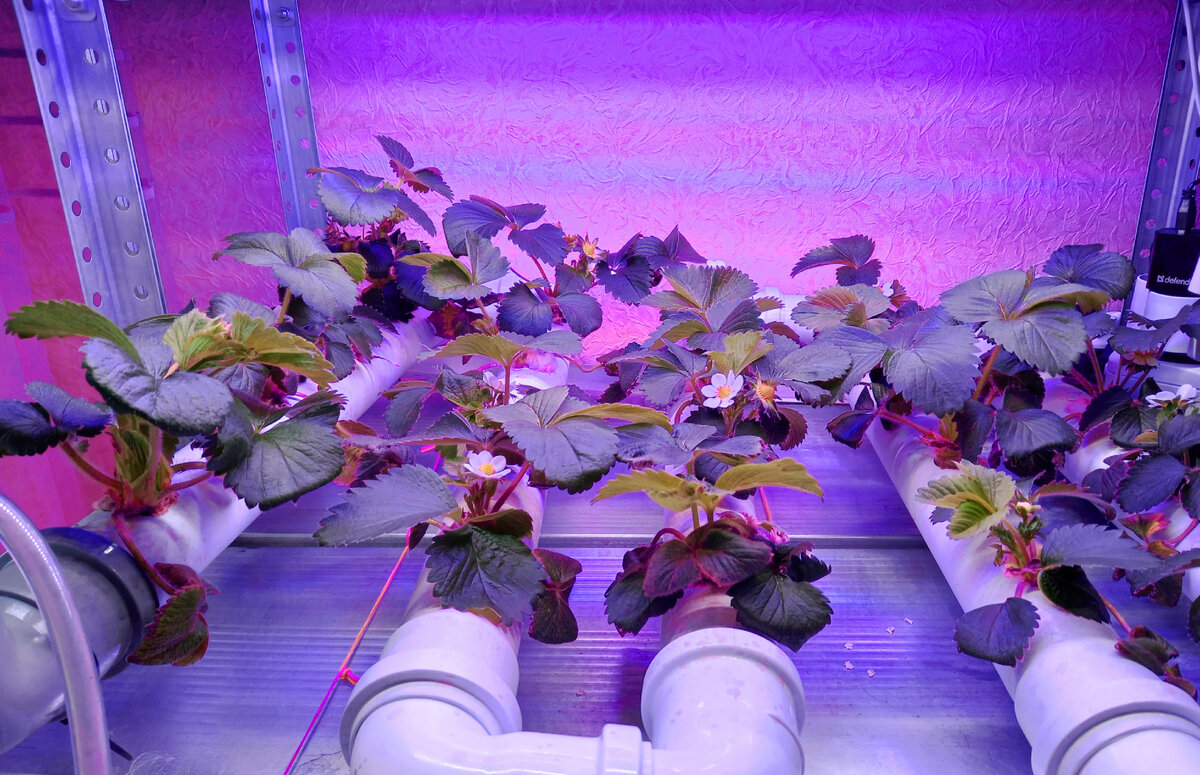 Цветение клубники на NFT