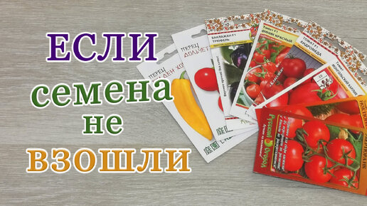 Что делать, если семена не взошли. Стоит ли заглублять рассаду перца.