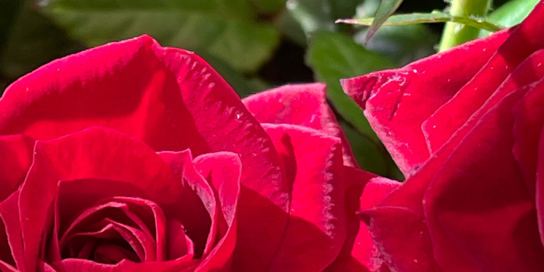 Роза - царица цветов