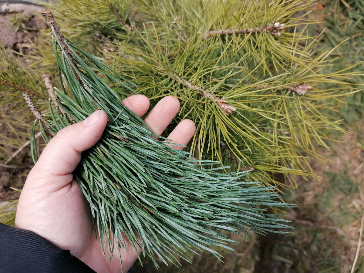 Прививка Мелкоцветковой сосны (Pinus parviflora) Негиши | Садовые затеи |  Дзен