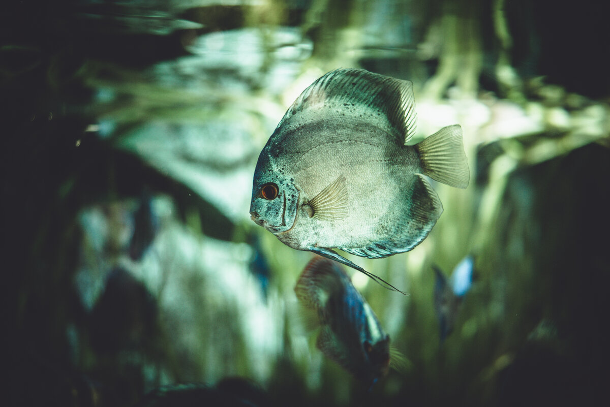 Тропические рыбки