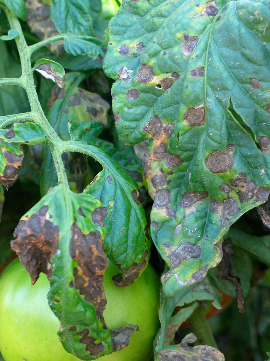 Болезни листьев томатов описание с фотографиями