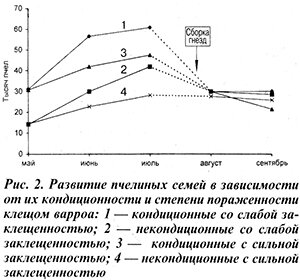 Сведения о закономерностях размножения клещей варроа в течение сезона, а также связь этого процесса с темпом развития пчелиных семей актуальны для борьбы с варроатозом.-3