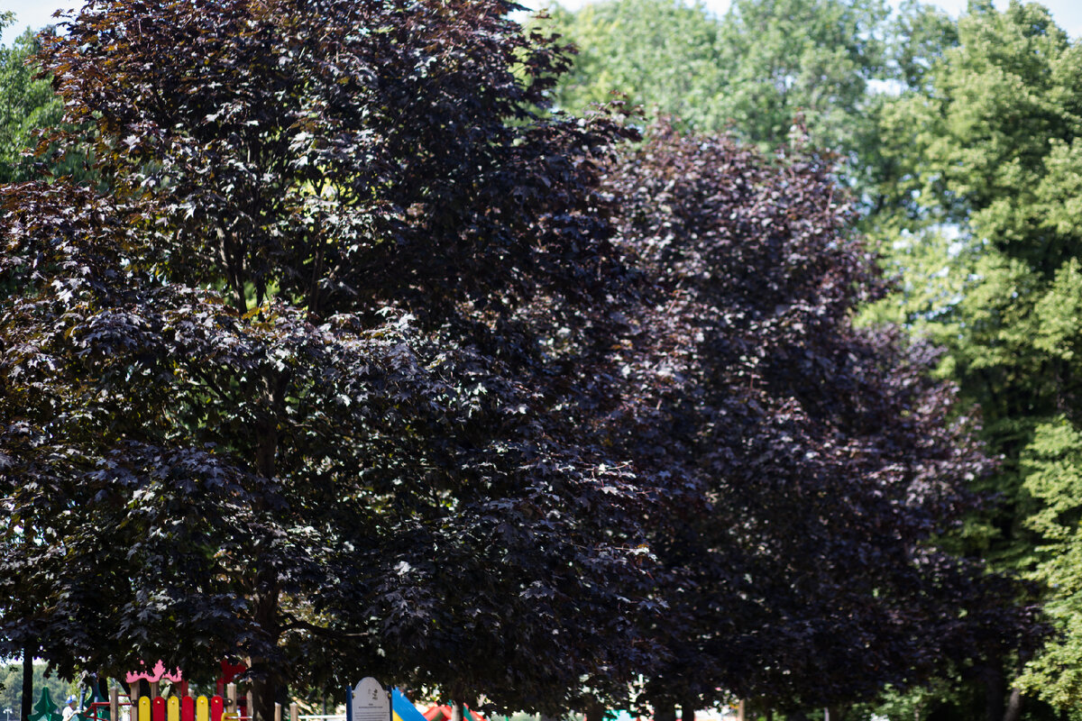 Александровский Сад, г. Санкт-Петербург. Клены. Автор фото: Надежда Панова, http://nadia-photo.com