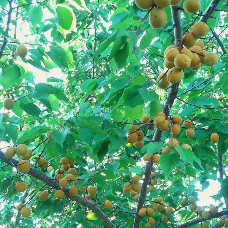 "Голубушка" моей мамы, а вы думали тут моё фото будет? 😆