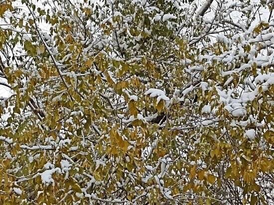     Архив "МК в Оренбурге"