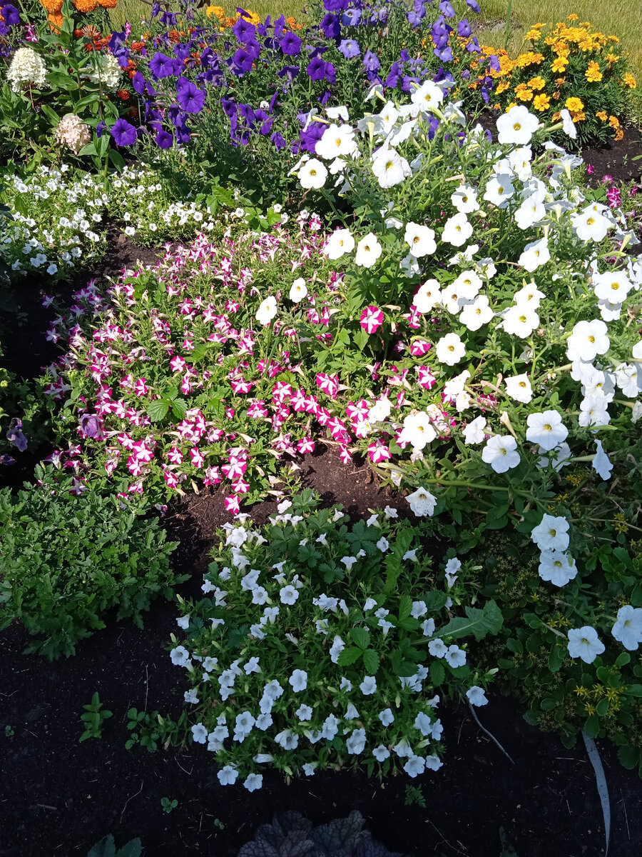 Сколько же разных сортов петунии