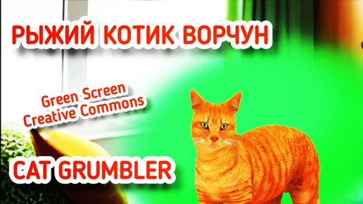 Рыжий кот green screen футаж. Хромакей анимация котика на зелёном фоне.