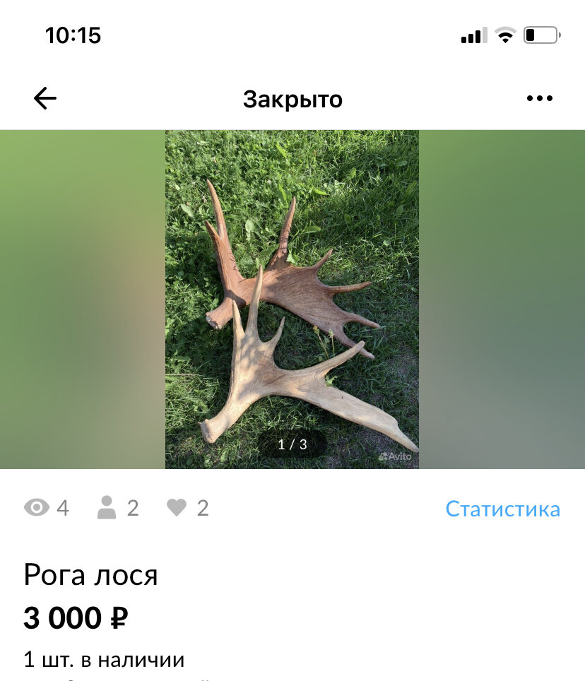 Фото автора, вот такие два рога нашла в детстве. Не одновременно, в разных лесах