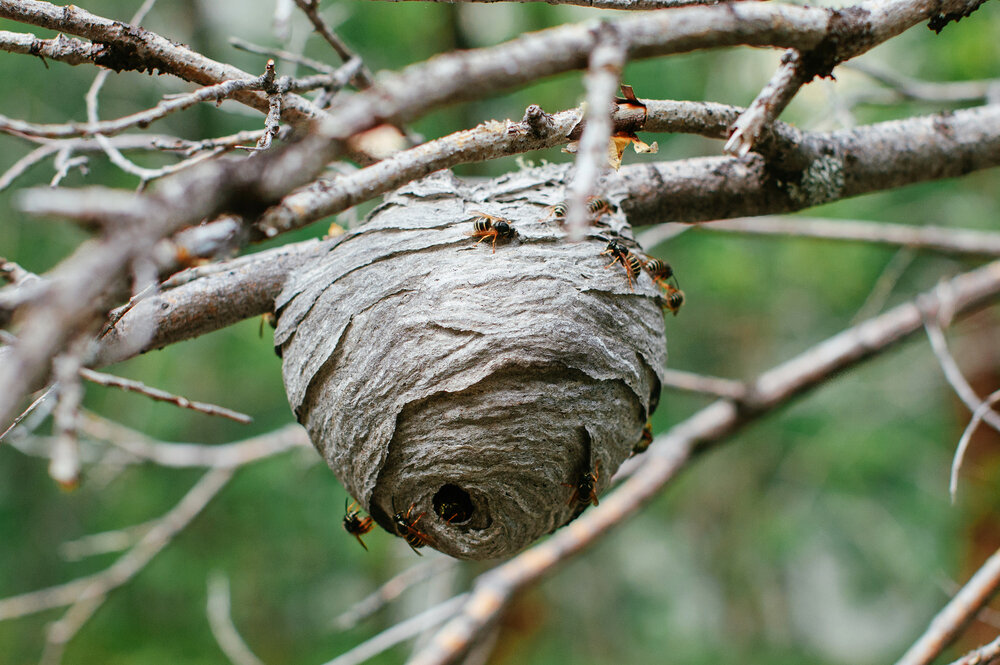    Осиное гнездо