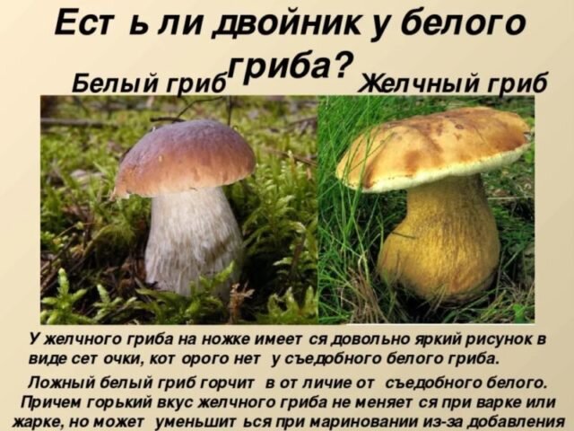 Белый гриб горчит