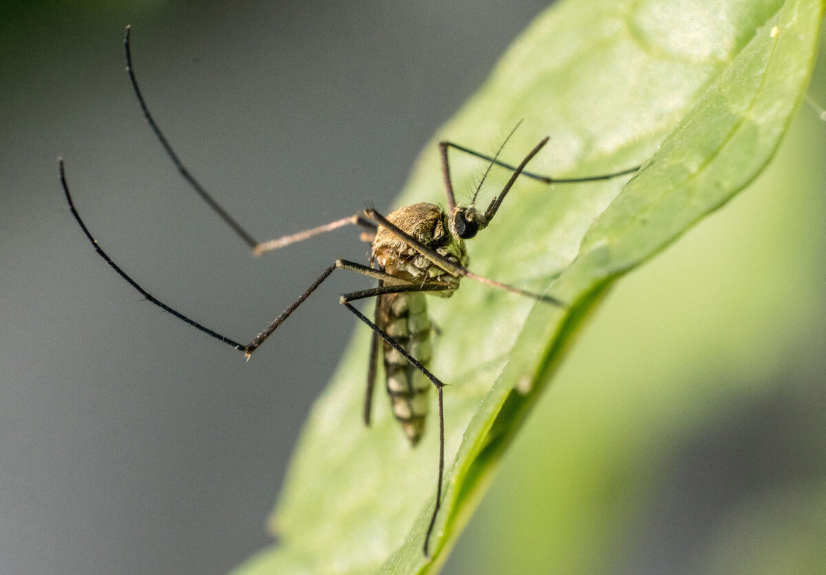 Фото: https://travila.ru/wp-content/uploads/2023/05/komar-6.jpg