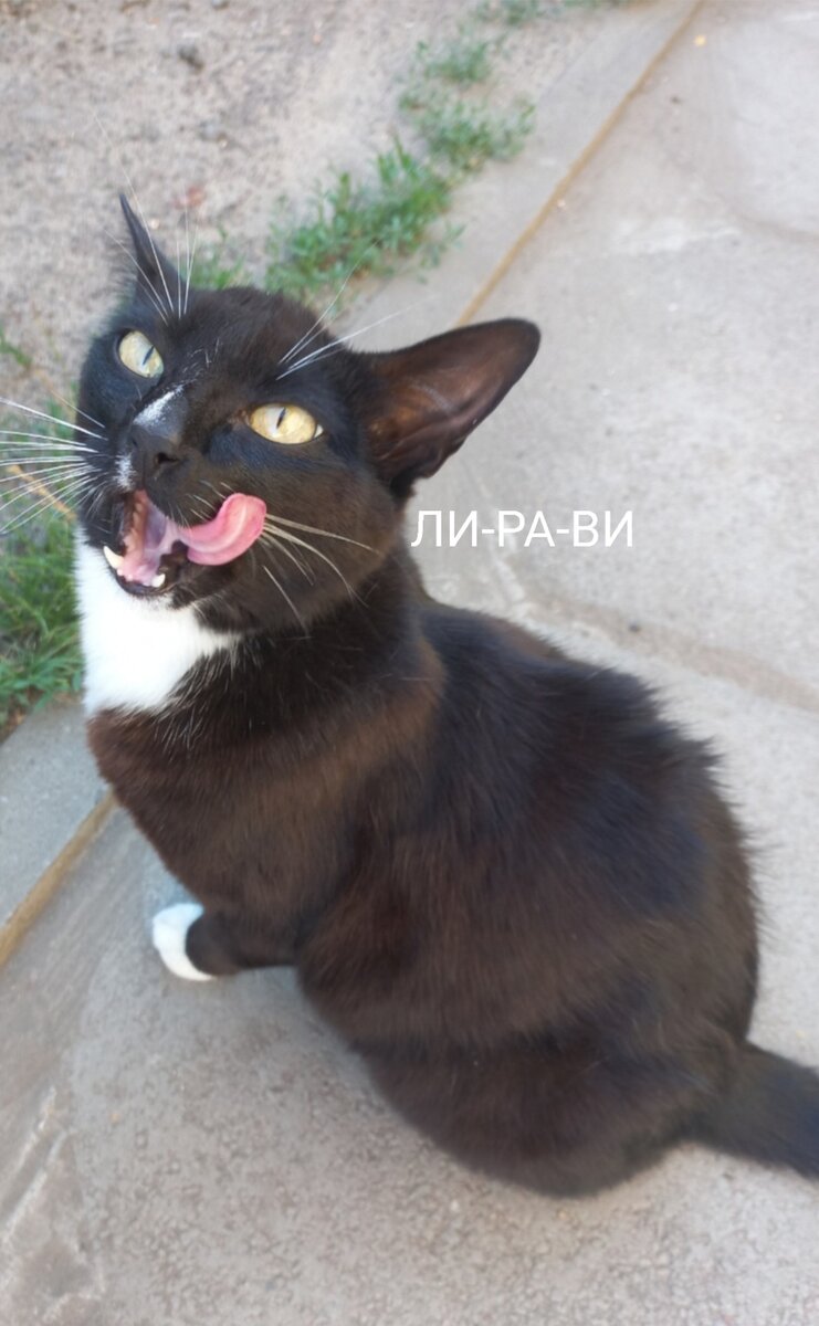 Кошка Ночка