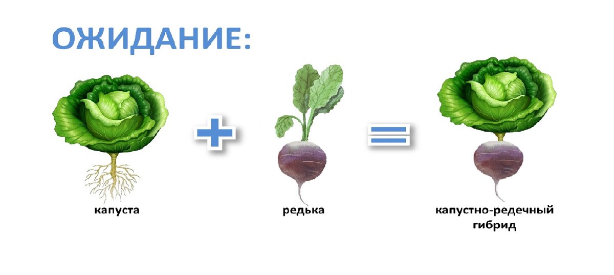 В 1924 году советский учёный Георгий Дмитриевич Карпеченко решил создать гибрид капусты и редьки. Зачем?