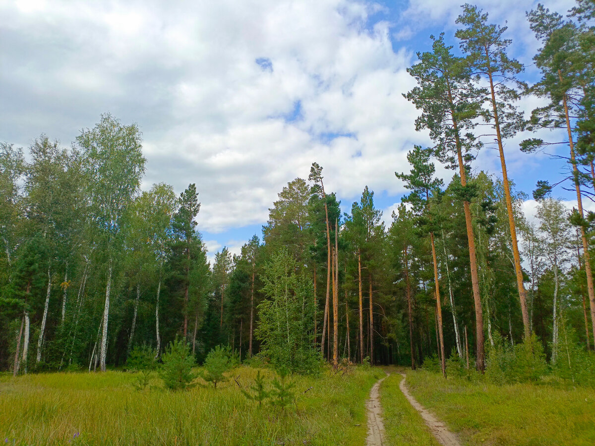 Тихая охота на грибы😋