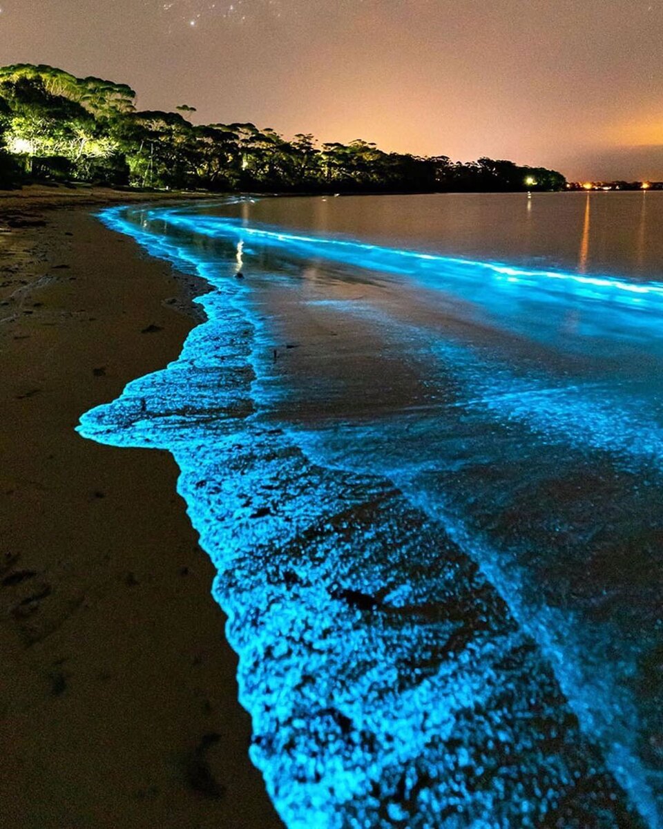   Биолюминесценция - удивительное явление, в котором живые организмы излучают свет без нагревания.