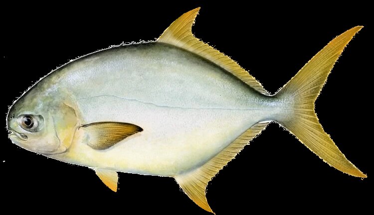 Trachinotus africanus