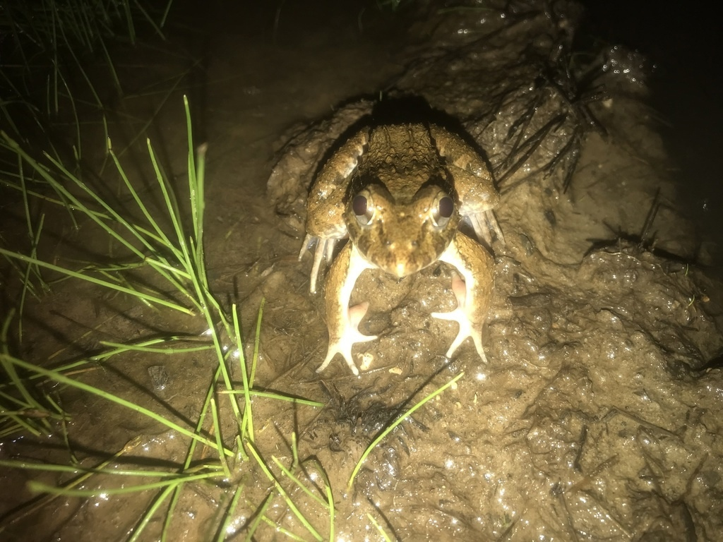 Лягушки в морской воде