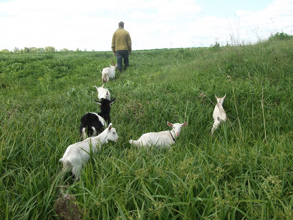Гуляем со своими первыми козами. Фото из архива.